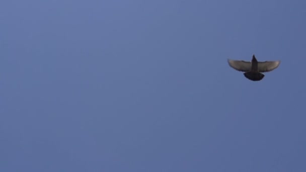 Volée de pigeons 