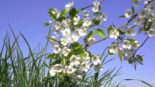 Floraison Branche Sur Herbe . — Video