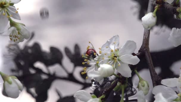 Rama de flores sobre el agua y la mariquita — Vídeos de Stock