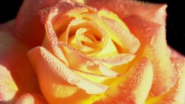 turuncu gül dewdrops