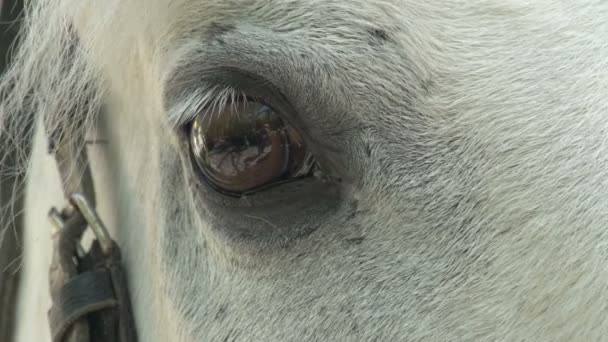Triest gezicht paard — Stockvideo