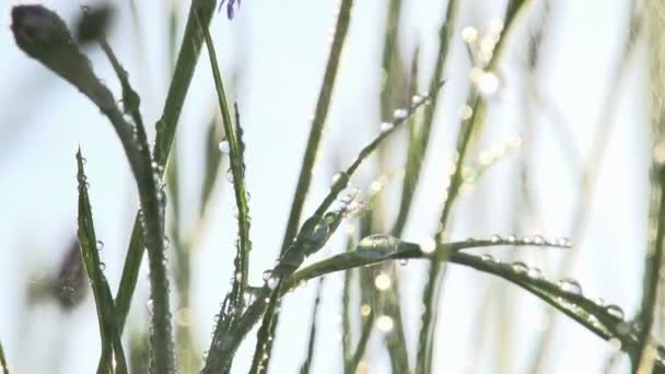 Lâminas de grama em gotas de chuva — Vídeo de Stock