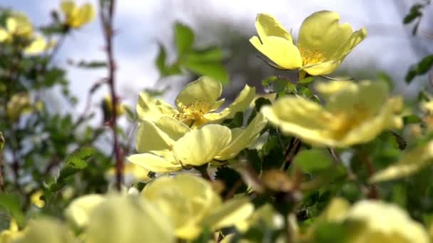 Grandes rosas de montanha amarelas — Vídeo de Stock