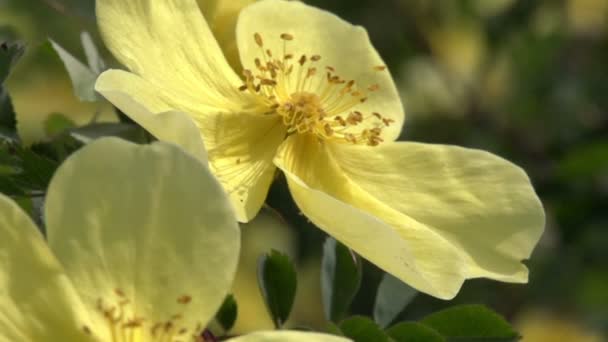 Grandes rosas amarillas de montaña — Vídeos de Stock