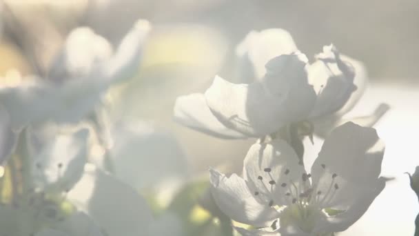 Fleurs poire en fleurs 