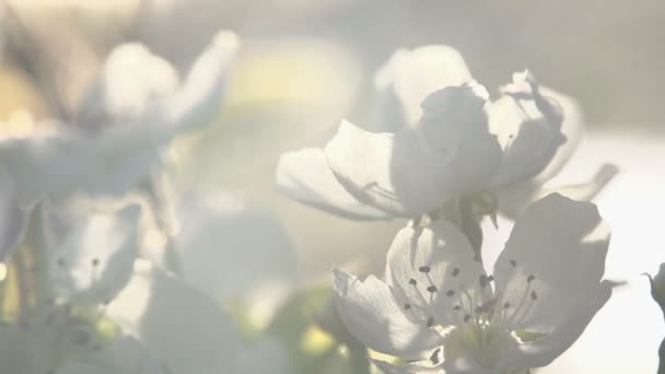 Flores que florescem pêra — Vídeo de Stock