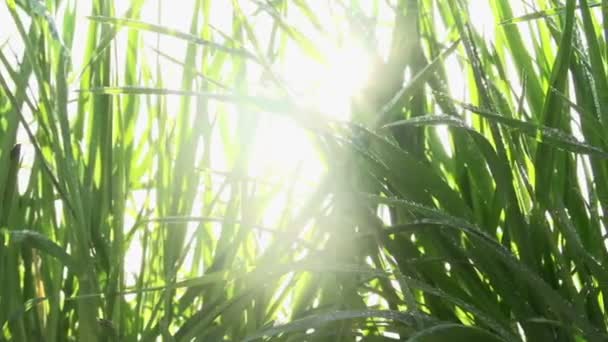 Herbe après la pluie 
