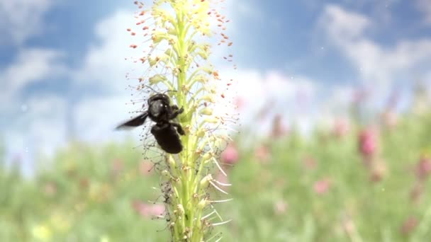 Black carpenter bee flies — Stock Video