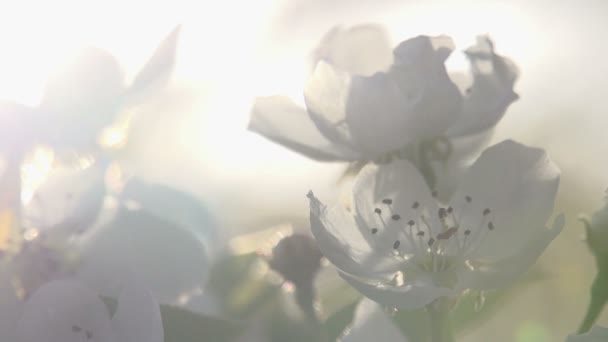 Flowers blossoming pear — Stock Video