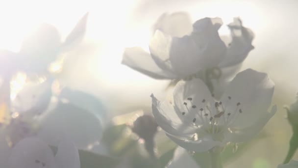 Fleurs poire en fleurs 