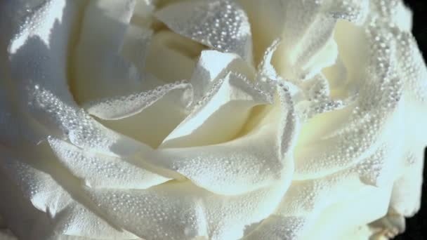 White Rose in Dewdrop