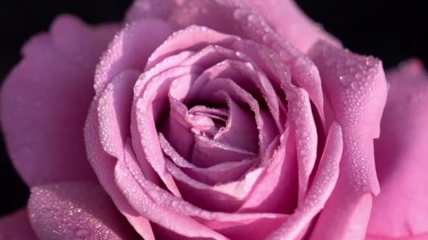 Rosa Rosa en Gotas de rocío — Vídeos de Stock