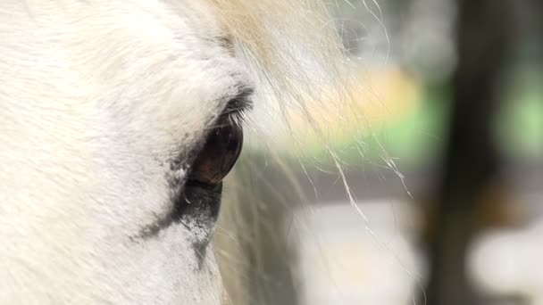 Cavalo de visão triste — Vídeo de Stock