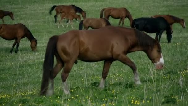 Cheval sur un pâturage printanier 