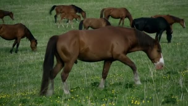 Caballo en un pasto de primavera — Vídeos de Stock