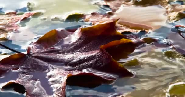 Csepp Eső Nedves Levelek Vízcseppek Véletlenül Esett Víz Felszínén Mely — Stock videók