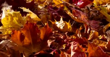 Yapraklardaki Sabah Güneşi ve Dew. Döngü. Parlak sonbahar yaprakları güneşin altında kameranın önünde döner.