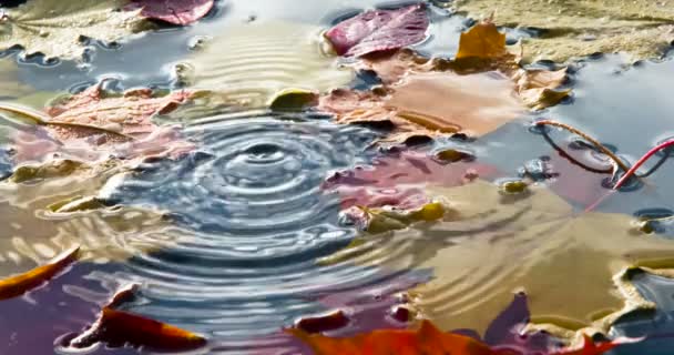 Puddle Bright Autumn Leaves Superficie Del Agua Azul Hay Hojas — Vídeos de Stock