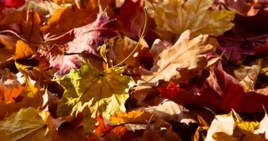 Sonbahar Yapraklarının Kuru Renkleri. Döngü. Parlak sonbahar yaprakları güneşin altında kameranın önünde döner.