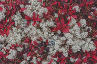 Kuzey Tundra Doğal Durgun Yaşam. Çok renkli ve farklı yosun ve kertenkele türleri, kutup florasını oluşturur. Sibirya tundrasının renkli paleti