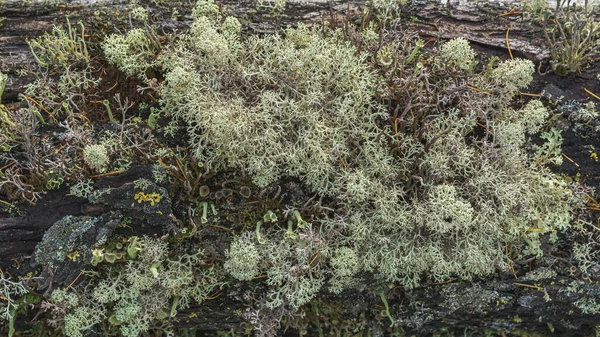 Północna Tundra Naturalna Martwa Natura Kolorowe Różne Formy Mchów Porostów — Zdjęcie stockowe