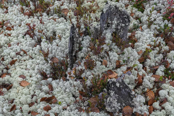 Natürliches Stillleben Der Nördlichen Tundra Bunte Und Unterschiedliche Formen Von — Stockfoto