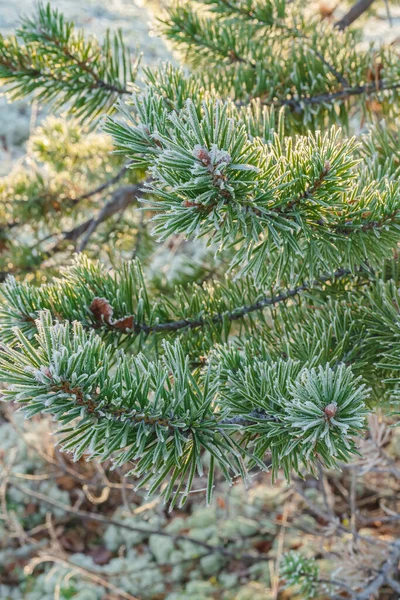 Branches Ate Green Jeey Covered Investment Background Moss Northern Tundra — Stock Photo, Image