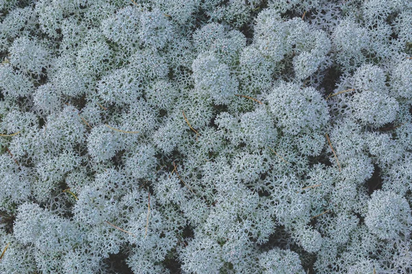 北方冻土带自然静物 五彩斑斓 形式各异的苔藓和地衣 构成了极地植物群 西伯利亚冻土带的彩色调色板 — 图库照片
