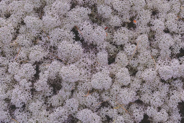 Północna Tundra Naturalna Martwa Natura Kolorowe Różne Formy Mchów Porostów — Zdjęcie stockowe