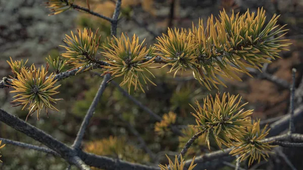 Větve Jedly Zeleným Výsměchem Pokrytým Investicí Pozadí Mechu Severní Tundry — Stock fotografie