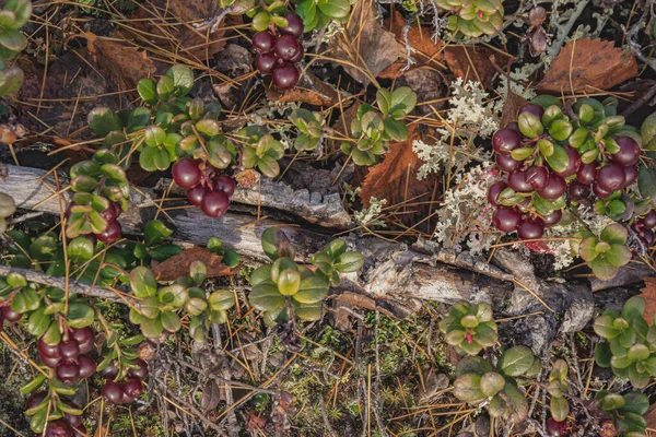 Les Baies Septentrionales Des Airelles Parmi Les Plantes Mousse Lichen — Photo