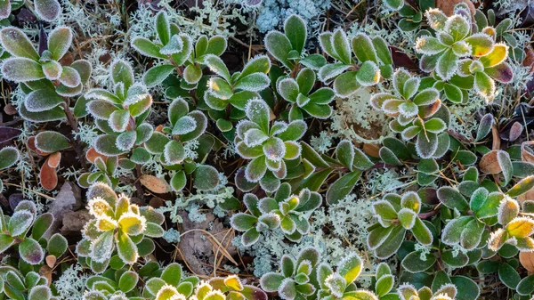 Liście Północnych Roślin Tundry Pokryte Początku Zimy Kolorowa Flora Polarnych — Zdjęcie stockowe