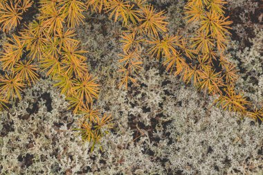 Kuzey tundrasının arka planında sarı yapraklı karaçam dalları var. Kutup bitkilerinin sonbahar doğal yaşamı. Sibirya tundrasının parlak paleti