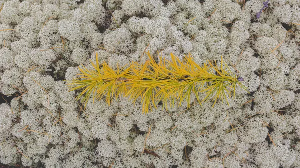 Gałąź Modrzewia Żółtym Serem Leży Powierzchni Północnego Moss Yagel Jesienny — Zdjęcie stockowe