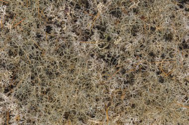 Kuzey Tundra Doğal Durgun Yaşam. Çok renkli ve farklı yosun ve kertenkele türleri, kutup florasını oluşturur. Sibirya tundrasının renkli paleti