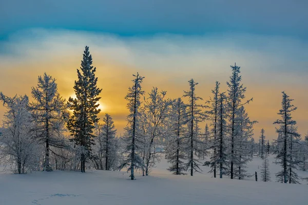 Пейзаж Зимней Тайги Лучах Полярного Дня Крайнем Севере Деревья Покрыты — стоковое фото
