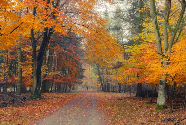 Mglista jesień parku — Zdjęcie stockowe