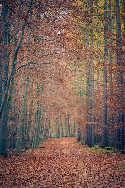 Sonbahar parkında yol — Stok fotoğraf