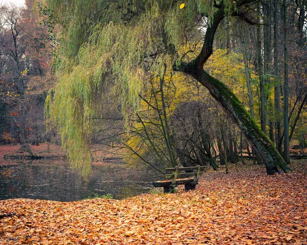 秋の公園の池 — ストック写真