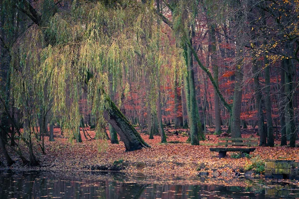 秋の公園の池 — ストック写真