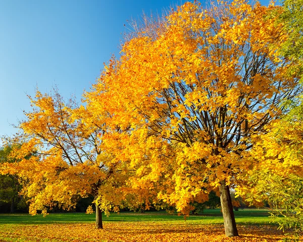 多彩的秋天枫叶树 — 图库照片