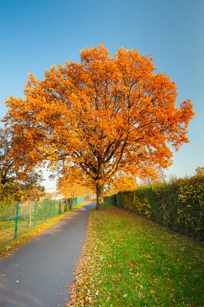 Red autumn oak tree — Stock Photo, Image