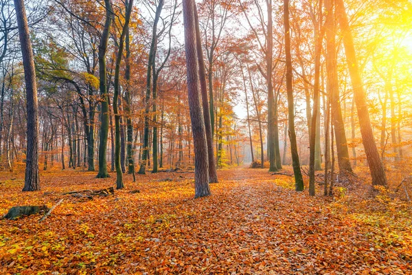 Kleurrijke herfst bos — Stockfoto