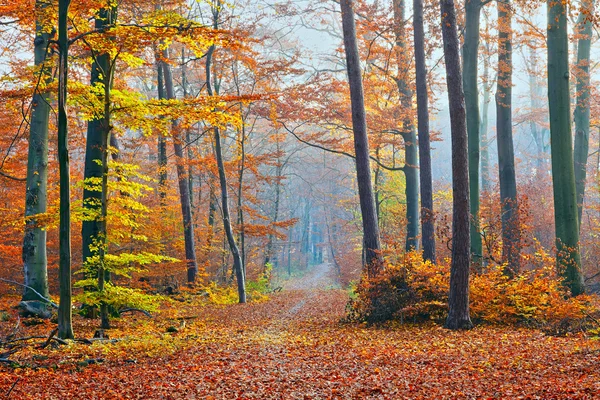 Dimmigt hösten skogen — Stockfoto