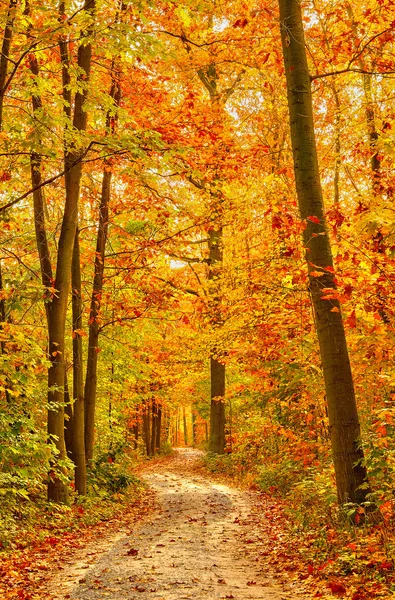 Pathway in the autumn forest Stock Image