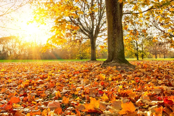 Zonnige herfst gebladerte — Stockfoto