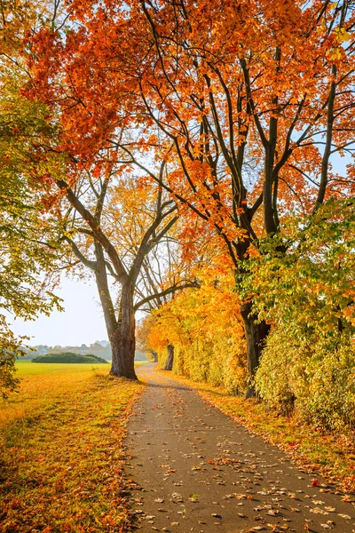 秋の公園内の道 — ストック写真