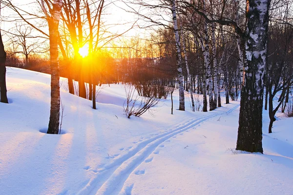 Puesta de sol en bosque de invierno — Foto de Stock