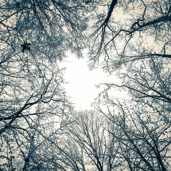 Bäume im Schnee — Stockfoto