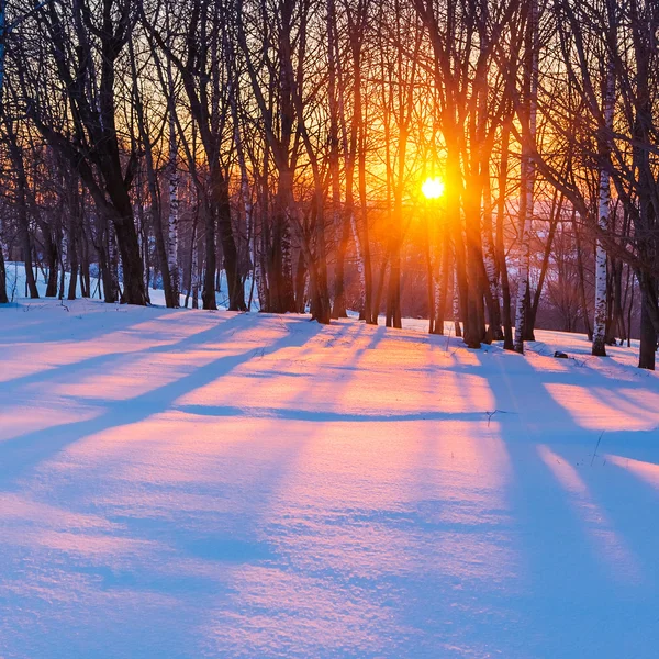 Sunset in winter forest — Stock Photo, Image